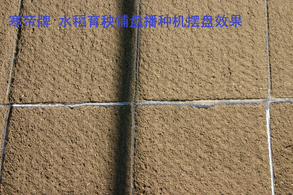 寒帝水稻育秧摆盘效果.jpg